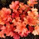 Гейхера "Паприка", Heuchera Paprika коралово-вишнева сонцестійка  PAPRIKA P9 фото 1