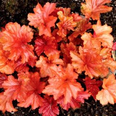 Гейхера "Паприка", Heuchera Paprika коралово-вишнева сонцестійка , Контейнер С1.5 (XL)
