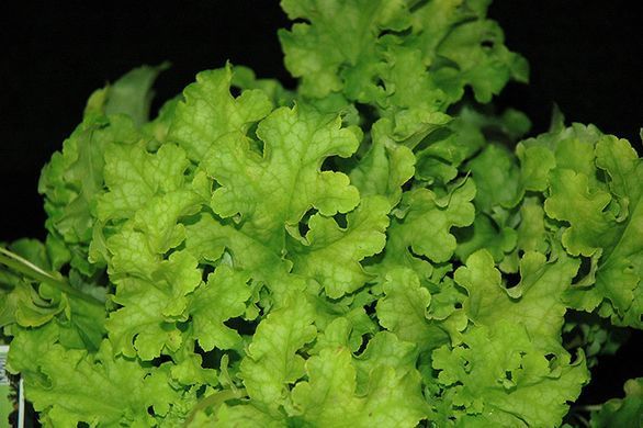 Гейхера Лаймове Кружево (Heuchera Lime Ruffles) гофрована хвиляста лаймова для напівтіні, Саджанець Р9