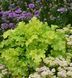 Гейхера Лаймове Кружево (Heuchera Lime Ruffles) гофрована хвиляста лаймова для напівтіні, Саджанець Р9