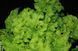 Гейхера Лаймове Кружево (Heuchera Lime Ruffles) гофрована хвиляста лаймова для напівтіні, Саджанець Р9