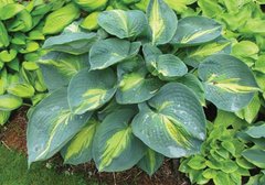 HOSTA DREAM QUEEN, Контейнер Р9