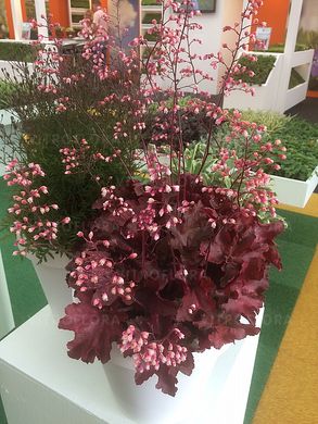 Гейхера Карменсита, Heuchera Carmencita CARMENCITA P9 фото