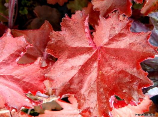 Гейхера Карменсіта, Heuchera Carmencita CARMENCITA P9 фото