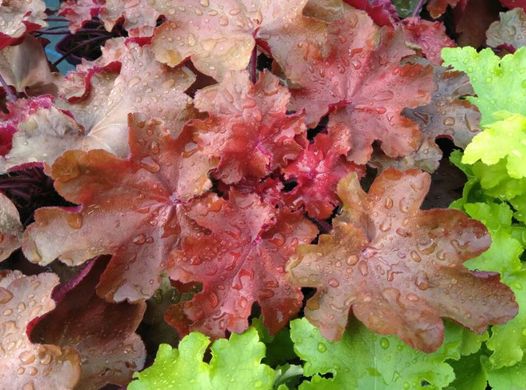 Гейхера Карменсіта, Heuchera Carmencita CARMENCITA P9 фото