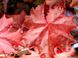 Гейхера Карменсита, Heuchera Carmencita CARMENCITA P9 фото 1