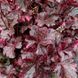Гейхера "Полночная Роза", Heuchera Midnight Rose пестрая солнцестойкая , Саженец Р9