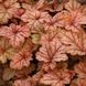 Гейхерелла "Медова Троянда", Heucherella Honey Rose коралово-рожева для півтіні, Контейнер Р9
