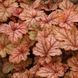 Гейхерелла "Медова Троянда", Heucherella Honey Rose коралово-рожева для півтіні, Контейнер Р9