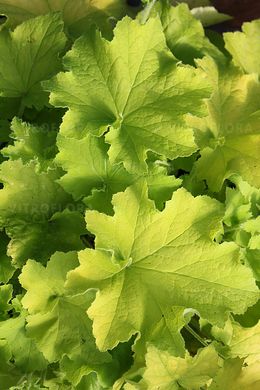 Гейхера "Гуакамоле", Heuchera GUACAMOLE- огромная лаймово-желтая гейхера для полной тени, Контейнер Р9