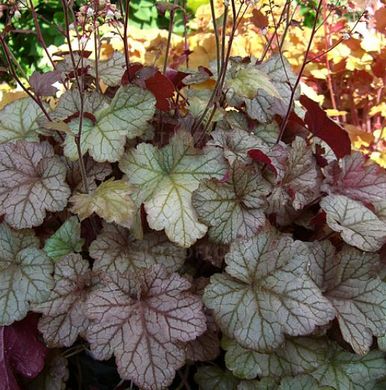 Гейхера Піно Грі, Heuchera Pinot Gris PINOT GRIS P9 фото