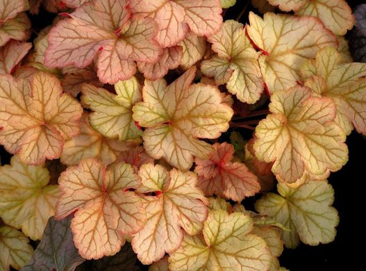 Гейхера Піно Грі, Heuchera Pinot Gris PINOT GRIS P9 фото