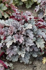 Гейхера Срібний Рум'янець, Heuchera Silver Blush