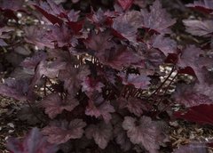 Гейхера "Божевільна Слива", Heuchera Plum Crazy, Контейнер С1.5 (XL)