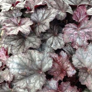 Гейхера "Божевільна Слива", Heuchera Plum Crazy, Контейнер С1.5 (XL)