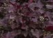 Гейхера "Сумашедшая Слива", Heuchera Plum Crazy, Контейнер С1.5 (XL)