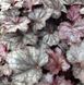 Гейхера "Сумашедшая Слива", Heuchera Plum Crazy, Контейнер С1.5 (XL)