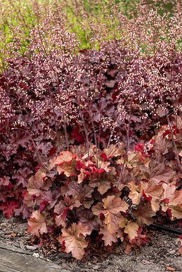 Гейхера Королівський Темний Бурштин, Heuchera Rex Dark Amber, Контейнер Р9