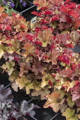 Гейхера Королівський Темний Бурштин, Heuchera Rex Dark Amber, Контейнер Р9