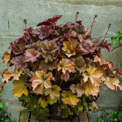 Гейхера Королевский Темный Янтарь, Heuchera Rex Dark Amber, Контейнер Р9