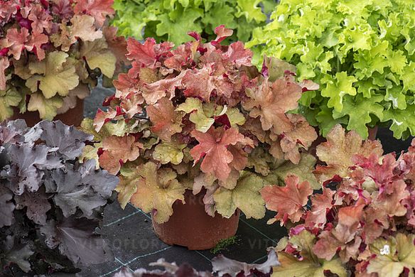 Гейхера Королівський Темний Бурштин, Heuchera Rex Dark Amber, Контейнер Р9