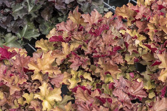 Гейхера Королевский Темный Янтарь, Heuchera Rex Dark Amber, Контейнер Р9