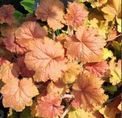 Гейхера "Касандра" Heuchera Kassandra, Саджанець С1.5 (XL)