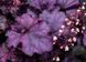 Гейхера "Королевский Пурпур", Heuchera Rex Purple иссиня-фиолетовая солнцестойкая, Контейнер Р9