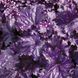 Гейхера "Королівський Пурпур", Heuchera Rex Purple синьо-фіолетова сонцестійка, Контейнер Р9