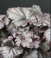 Гейхера "Черное Море", Heuchera Black Sea