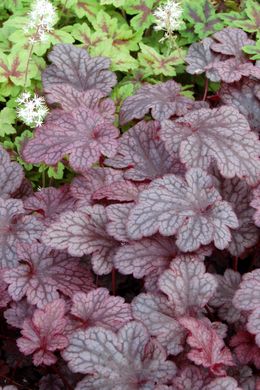 Гейхера Сливовый Пудинг, Heuchera Plum Pudding PLUM PUDDING фото