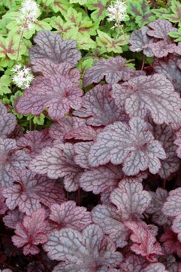 Гейхера Сливовий Пудінг, Heuchera Plum Pudding PLUM PUDDING фото