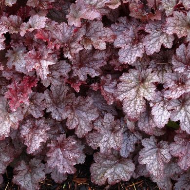 Гейхера Сливовый Пудинг, Heuchera Plum Pudding PLUM PUDDING фото