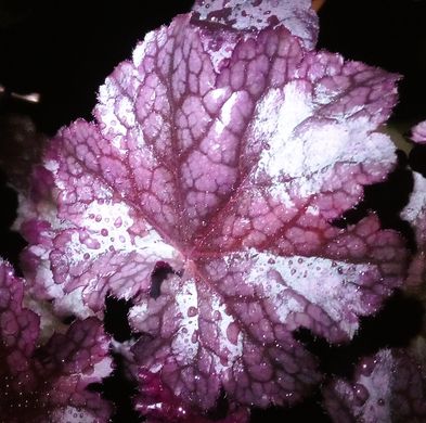 Гейхера Сливовий Пудінг, Heuchera Plum Pudding PLUM PUDDING фото