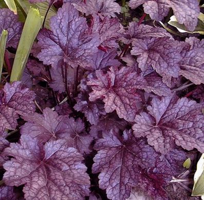 Гейхера Сливовый Пудинг, Heuchera Plum Pudding PLUM PUDDING фото