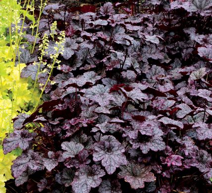 Гейхера Сливовый Пудинг, Heuchera Plum Pudding PLUM PUDDING фото