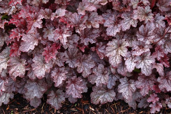 Гейхера Сливовий Пудінг, Heuchera Plum Pudding PLUM PUDDING фото