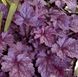 Гейхера Сливовый Пудинг, Heuchera Plum Pudding PLUM PUDDING фото 2