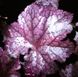 Гейхера Сливовый Пудинг, Heuchera Plum Pudding PLUM PUDDING фото 1