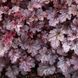 Гейхера Сливовий Пудінг, Heuchera Plum Pudding PLUM PUDDING фото 3