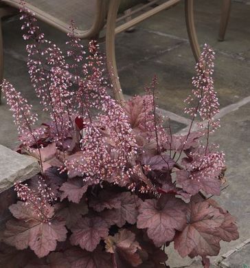 Гейхера Божоле, Heuchera Beaujolais BEAUJOLAIS P9 фото