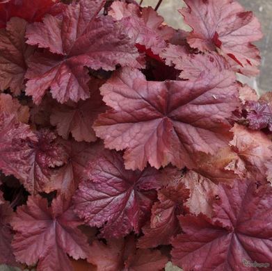 Гейхера Божолє, Heuchera Beaujolais BEAUJOLAIS P9 фото