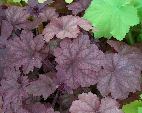 Гейхера Божоле, Heuchera Beaujolais BEAUJOLAIS P9 фото