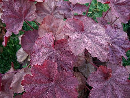 Гейхера Божолє, Heuchera Beaujolais BEAUJOLAIS P9 фото