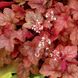 Каскадная (ампельная) Гейхерелла "Красные Падающие Камни", Heucherella Redstone Falls, Контейнер С1.5 (XL)