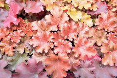 Гейхера "Бурштинова Троянда" для сонця та півтіні, Heuchera Amberosus коралово-медова, Контейнер Р9