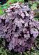 Гейхерелла "Сливовый Каскад", Heucherella Plum Cascade элегантная серо-фиолетовая ампельная , Контейнер Р9