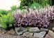 Гейхерелла "Сливовый Каскад", Heucherella Plum Cascade элегантная серо-фиолетовая ампельная , Контейнер Р9