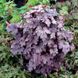 Гейхерелла "Сливовий Каскад", Heucherella Plum Cascade елегантна сіро-фіолетова ампельна, Контейнер С1.5 (XL)
