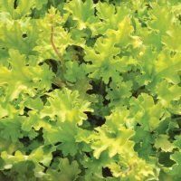Гейхера "Лайм Мармелад", Heuchera Lime Marmalade для півтіні яскрава лаймова акцентна, Саджанець С1.5 (XL)
